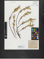 Foto von Salix alba L.